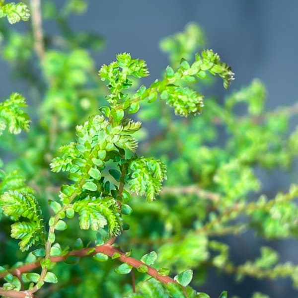 レインボーファン（コンテリクラマゴケ）7号吊り鉢