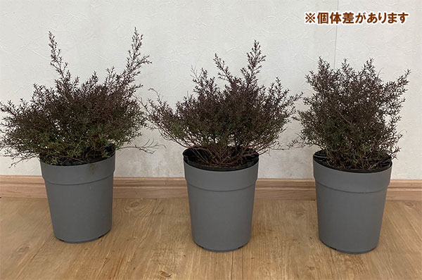 [25年9月中下旬予約]ギョリュウバイ：ナニュームルブラム5号鉢植え