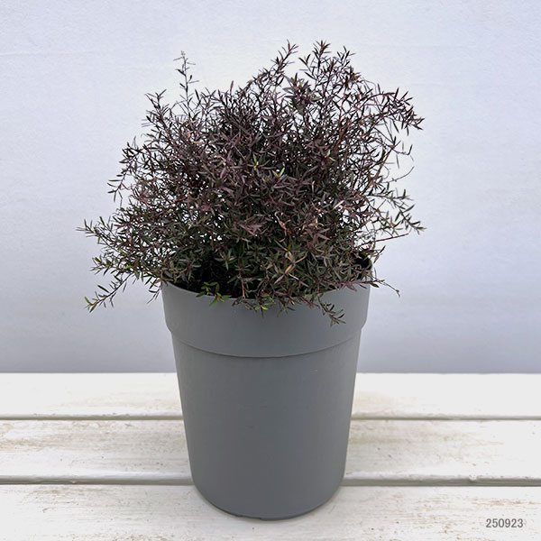 ギョリュウバイ：ナニュームルブラム5号鉢植え