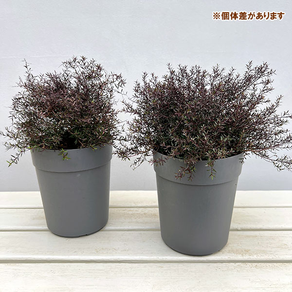 ギョリュウバイ：ナニュームルブラム5号鉢植え