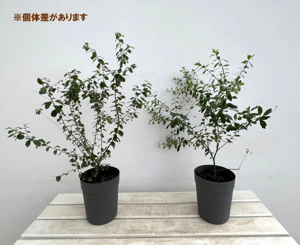 ピットスポルム:シルバーシーン5号鉢植え