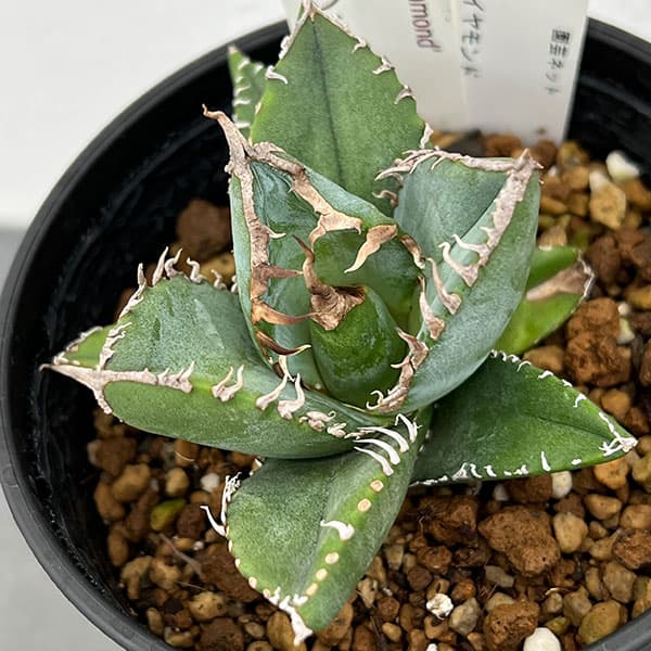 アガベ:チタノタ 南アフリカダイヤモンド 3.5号鉢植え24-02