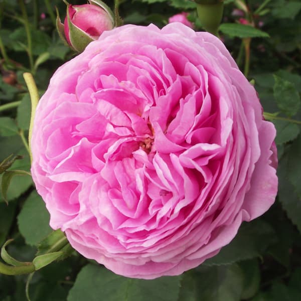 バラ(オールド):ルイーズオディエ大苗(産地直送品)