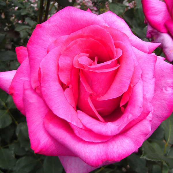 明るいイェロー大輪 地植え大苗 バラ苗 四季咲き 日本花キ流通 予約