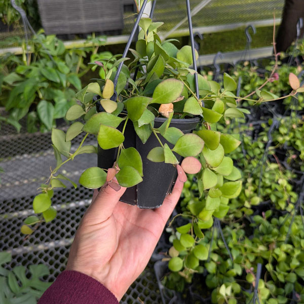 [26年1月中下旬予約]ホヤ：ヘウスケリアナ（ピンクフラワー）　花芽もしくは花座付き　4号吊り鉢