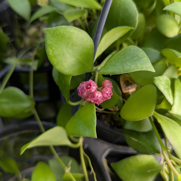 [26年1月中下旬予約]ホヤ：ヘウスケリアナ（ピンクフラワー）　花芽もしくは花座付き　4号吊り鉢