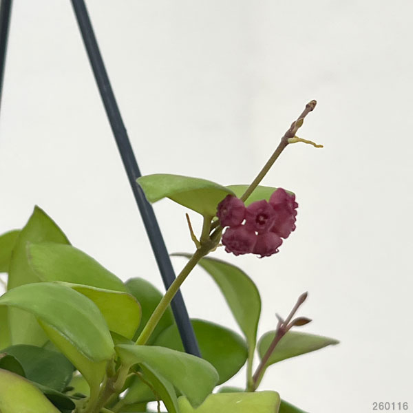 ホヤ：ヘウスケリアナ（ピンクフラワー）　花芽もしくは花座付き　4号吊り鉢