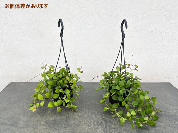 ホヤ：ヘウスケリアナ（ピンクフラワー）　花芽もしくは花座付き　4号吊り鉢