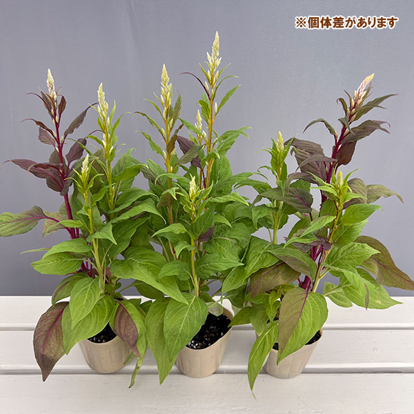 セロシア（ケイトウ）：コリー　キメラ3.5号ポット 6株セット