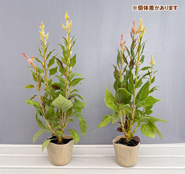 セロシア（ケイトウ）：コリー　キメラ3.5号ポット 6株セット