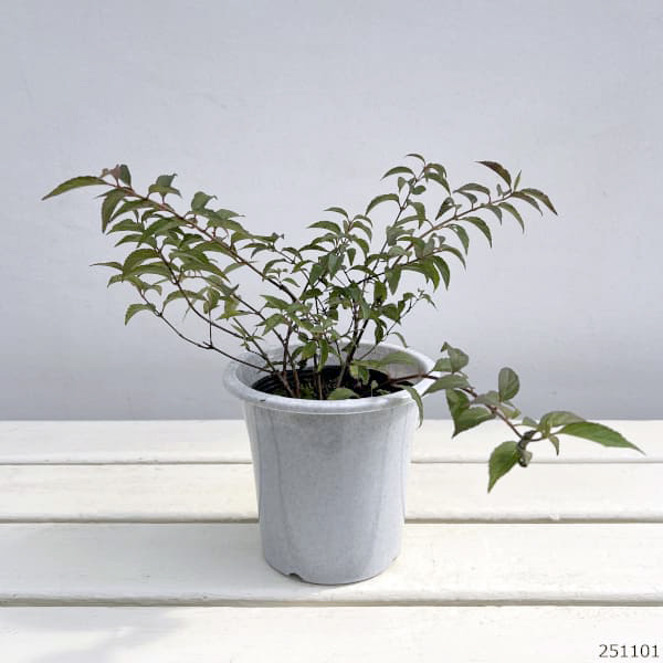 ヒメウツギ：ベニガスミ4号ポット