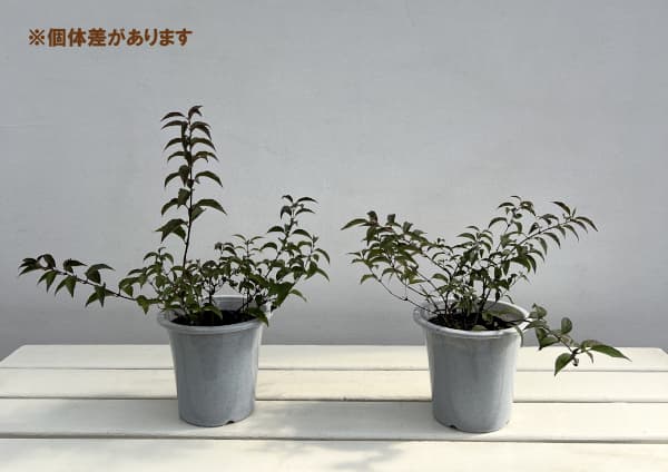 ヒメウツギ：ベニガスミ4号ポット