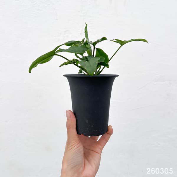 シンゴニウム：パンダ　3号鉢植え