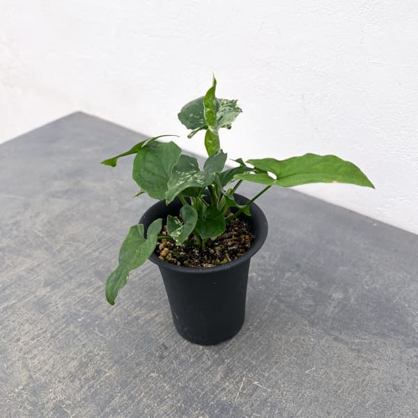 シンゴニウム：パンダ　3号鉢植え