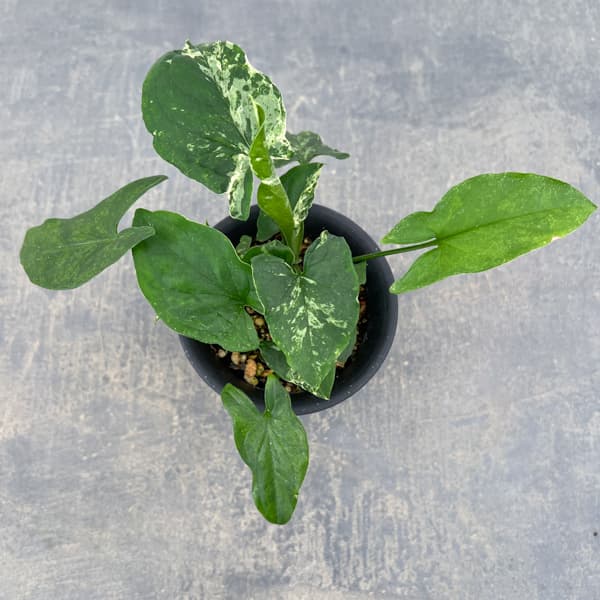 シンゴニウム：パンダ　3号鉢植え