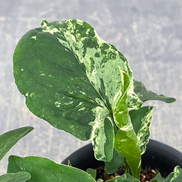 シンゴニウム：パンダ　3号鉢植え