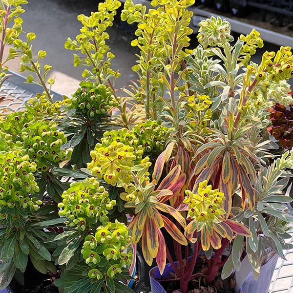 ユーフォルビア：マリアージュ（2色植え：ゴールデンレインボー＆シルバースワン）3.5号ポット