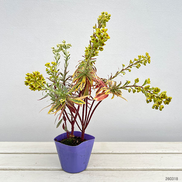 ユーフォルビア：マリアージュ（2色植え：ゴールデンレインボー＆シルバースワン）3.5号ポット