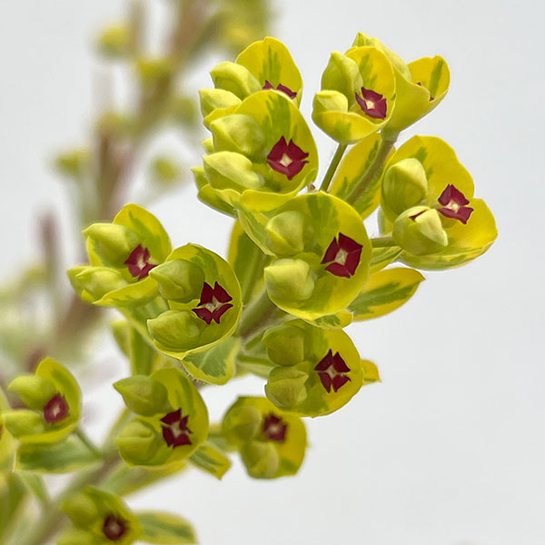 ユーフォルビア：マリアージュ（2色植え：ゴールデンレインボー＆シルバースワン）3.5号ポット