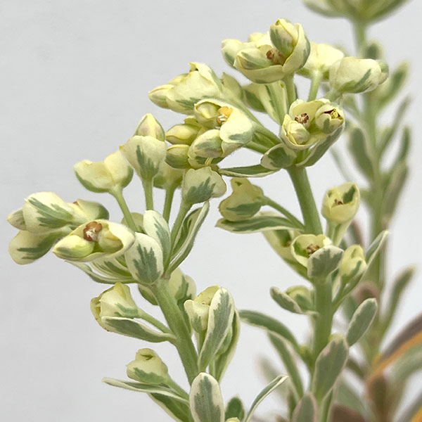 ユーフォルビア：マリアージュ（2色植え：ゴールデンレインボー＆シルバースワン）3.5号ポット