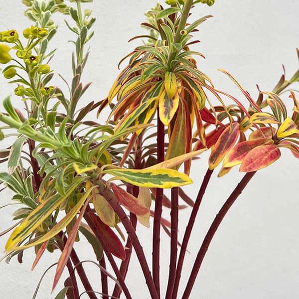 ユーフォルビア：マリアージュ（2色植え：ゴールデンレインボー＆シルバースワン）3.5号ポット