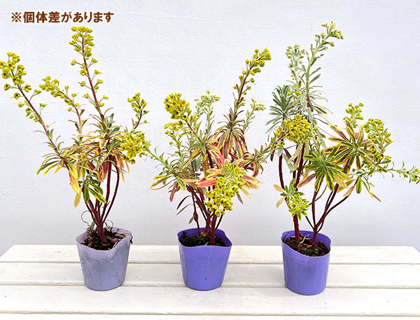 ユーフォルビア：マリアージュ（2色植え：ゴールデンレインボー＆シルバースワン）3.5号ポット