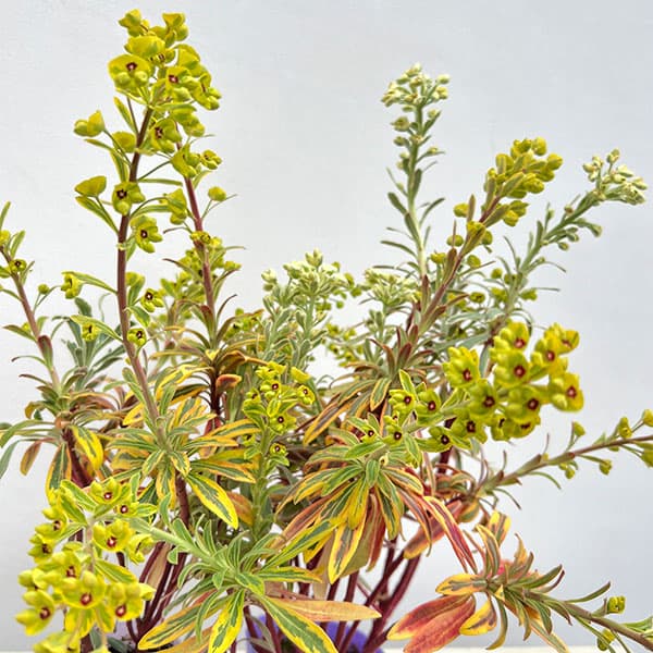 ユーフォルビア：マリアージュ（2色植え：ゴールデンレインボー＆シルバースワン）3.5号ポット