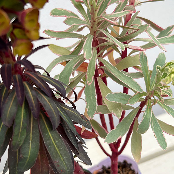 ユーフォルビア：マリアージュ（2色植え：シルバースワン＆ブラックバード）3.5号ポット