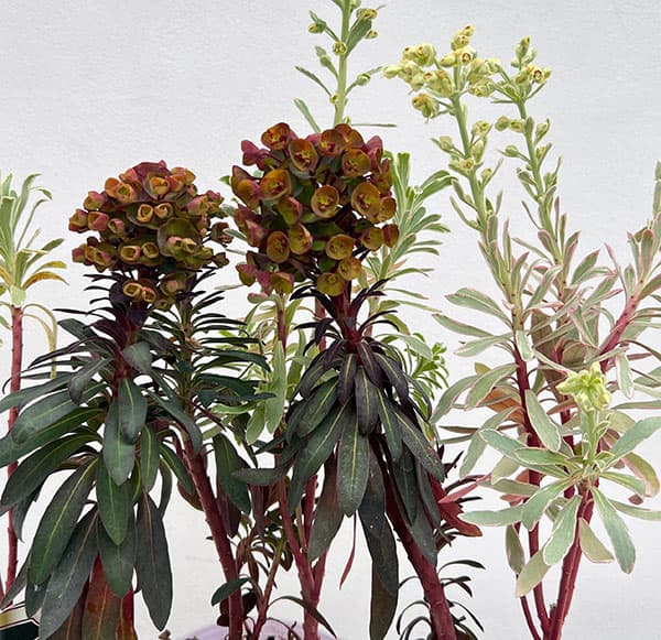 ユーフォルビア：マリアージュ（2色植え：シルバースワン＆ブラックバード）3.5号ポット