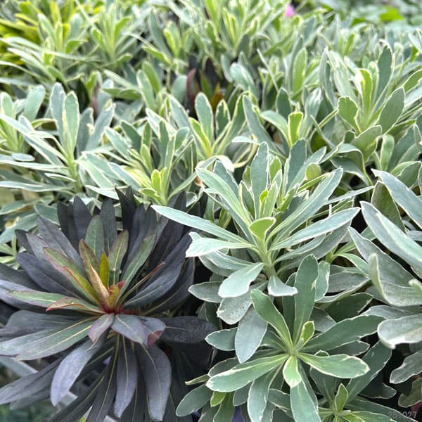 ユーフォルビア：マリアージュ（2色植え：シルバースワン＆ブラックバード）3.5号ポット