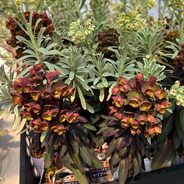 ユーフォルビア：マリアージュ（2色植え：シルバースワン＆ブラックバード）3.5号ポット