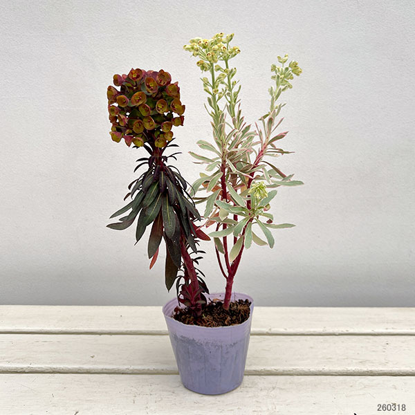 ユーフォルビア：マリアージュ（2色植え：シルバースワン＆ブラックバード）3.5号ポット