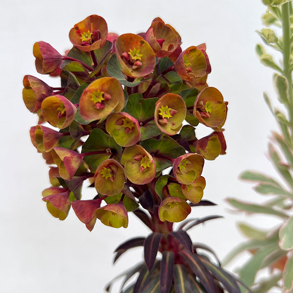 ユーフォルビア：マリアージュ（2色植え：シルバースワン＆ブラックバード）3.5号ポット