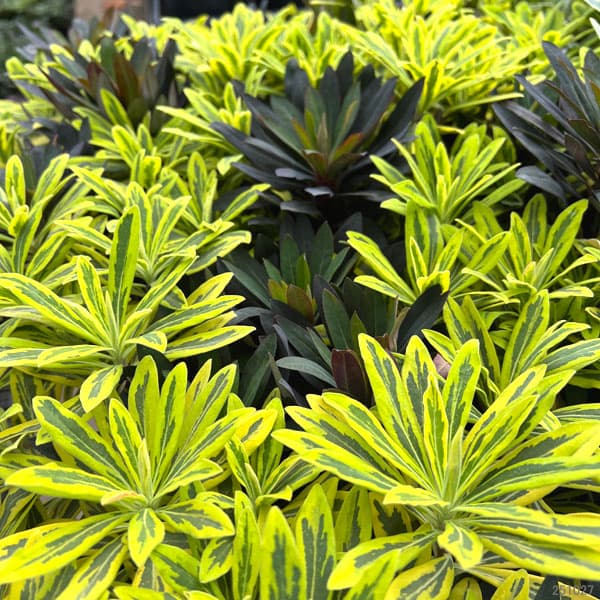 ユーフォルビア：マリアージュ（2色植え：ゴールデンレインボー＆ブラックバード）3.5号ポット