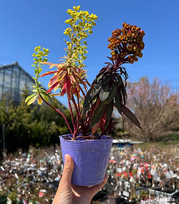 ユーフォルビア：マリアージュ（2色植え：ゴールデンレインボー＆ブラックバード）3.5号ポット