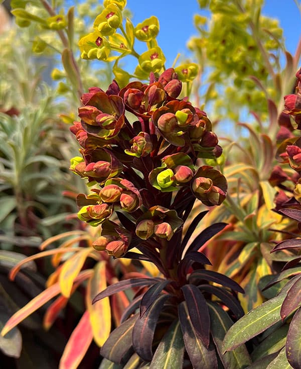 ユーフォルビア：マリアージュ（2色植え：ゴールデンレインボー＆ブラックバード）3.5号ポット