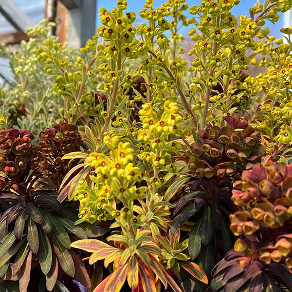 ユーフォルビア：マリアージュ（2色植え：ゴールデンレインボー＆ブラックバード）3.5号ポット