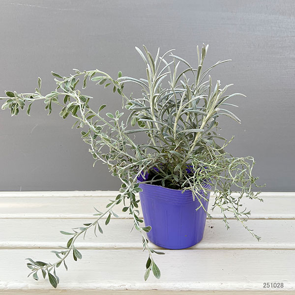 シルバーアンサンブル(オレアリア&ヘリクリサム&プラチーナ)3.5号ポット