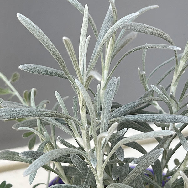 シルバーアンサンブル(オレアリア&ヘリクリサム&プラチーナ)3.5号ポット