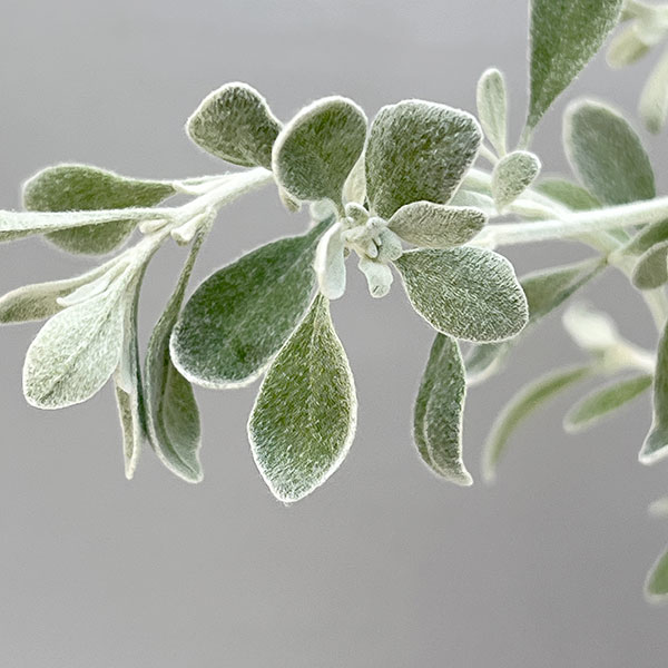 シルバーアンサンブル(オレアリア&ヘリクリサム&プラチーナ)3.5号ポット