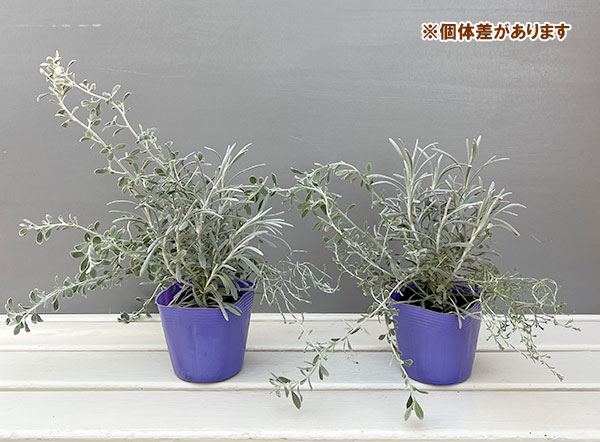 シルバーアンサンブル(オレアリア&ヘリクリサム&プラチーナ)3.5号ポット