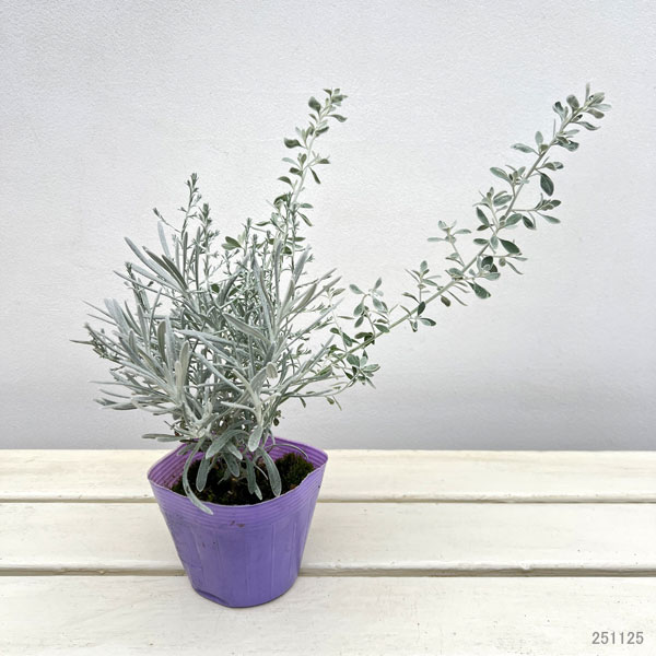 シルバーアンサンブル（オレアリア＆ヘリクリサム＆プラチーナ）3.5号ポット