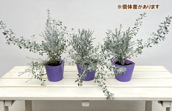 シルバーアンサンブル（オレアリア＆ヘリクリサム＆プラチーナ）3.5号ポット