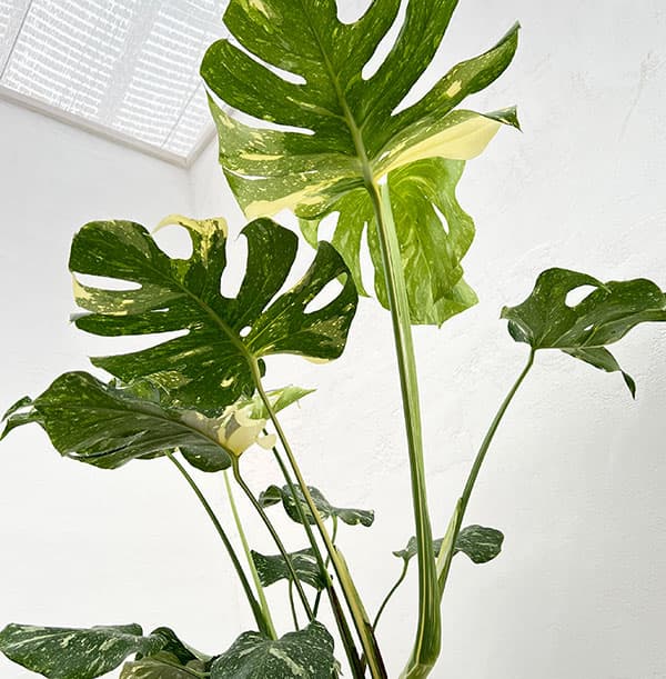 変葉 モンステラ デリシオーサ セット売り6株 モンステラ デリシオーサ