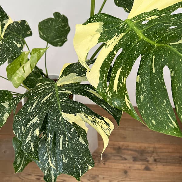 園芸ネット本店｜モンステラ：デリシオーサ：タイコンステレーション 7