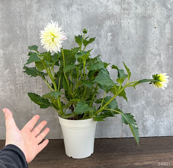 ダリア：優萌（ゆめ）5号鉢植え