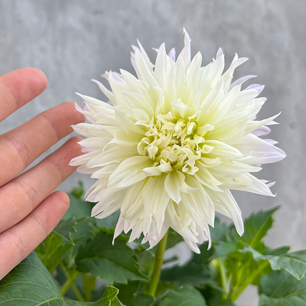 ダリア：優萌（ゆめ）5号鉢植え