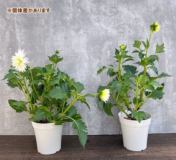 ダリア：優萌（ゆめ）5号鉢植え