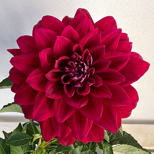 園芸ネット本店｜ダリア：バイオレットスプラッシュ5号鉢植え の通販