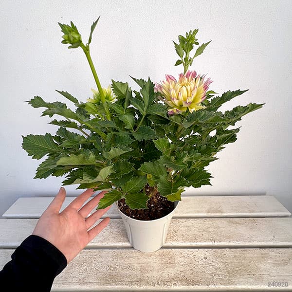 ダリア:恋の予感5号鉢植え